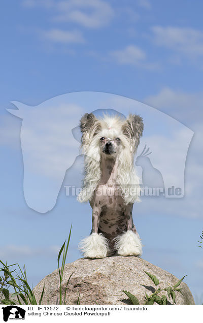 sitzender Chinese Crested Powderpuff / sitting Chinese Crested Powderpuff / IF-13572