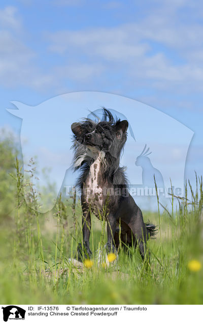 standing Chinese Crested Powderpuff / IF-13576