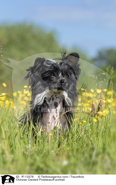 Chinese Crested Powderpuff Portrait / Chinese Crested Powderpuff portrait / IF-13578
