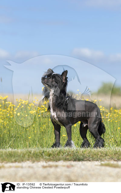 stehender Chinese Crested Powderpuff / standing Chinese Crested Powderpuff / IF-13592