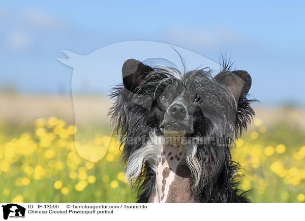 Chinese Crested Powderpuff portrait / IF-13595