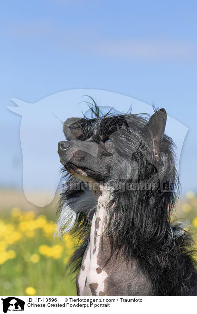 Chinese Crested Powderpuff Portrait / Chinese Crested Powderpuff portrait / IF-13596
