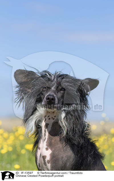 Chinese Crested Powderpuff portrait / IF-13597