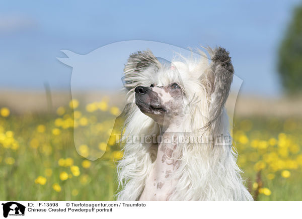 Chinese Crested Powderpuff portrait / IF-13598