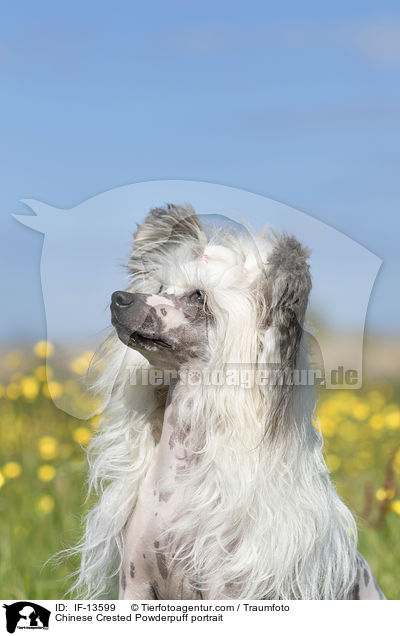 Chinese Crested Powderpuff Portrait / Chinese Crested Powderpuff portrait / IF-13599