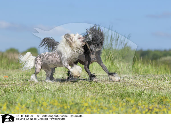 spielende Chinese Crested Powderpuffs / playing Chinese Crested Powderpuffs / IF-13606