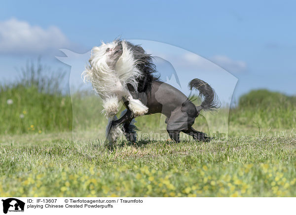 spielende Chinese Crested Powderpuffs / playing Chinese Crested Powderpuffs / IF-13607