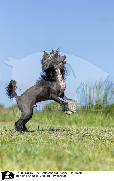 stehender Chinese Crested Powderpuff / standing Chinese Crested Powderpuff / IF-13615