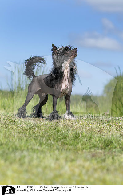 stehender Chinese Crested Powderpuff / standing Chinese Crested Powderpuff / IF-13616