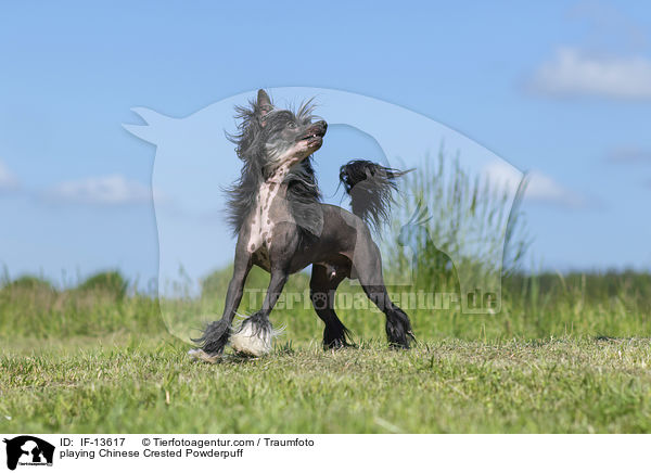 spielender Chinese Crested Powderpuff / playing Chinese Crested Powderpuff / IF-13617
