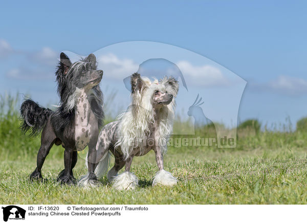 stehende Chinese Crested Powderpuffs / standing Chinese Crested Powderpuffs / IF-13620