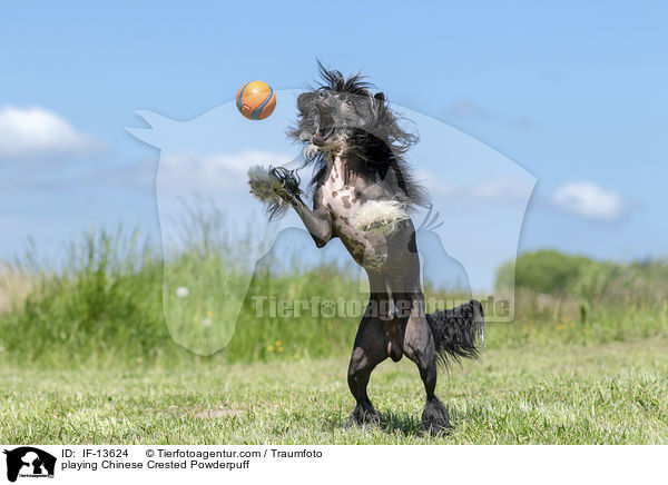 spielender Chinese Crested Powderpuff / playing Chinese Crested Powderpuff / IF-13624