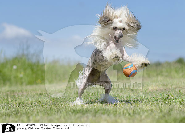 spielender Chinese Crested Powderpuff / playing Chinese Crested Powderpuff / IF-13628