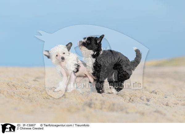 2 Chinese Crested / 2 Chinese Crested / IF-13867
