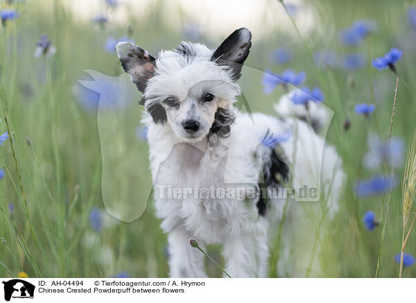 Chinese Crested Powderpuff between flowers / AH-04494