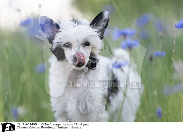 Chinese Crested Powderpuff between flowers / AH-04495
