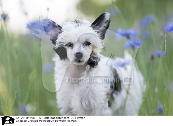 Chinese Crested Powderpuff between flowers / AH-04496