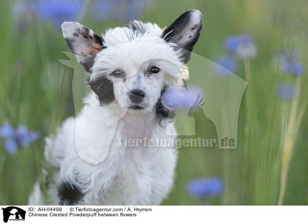 Chinese Crested Powderpuff between flowers / AH-04498