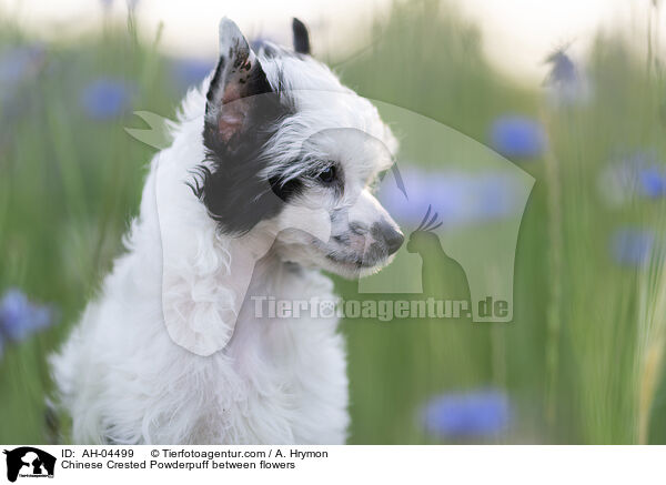 Chinese Crested Powderpuff between flowers / AH-04499