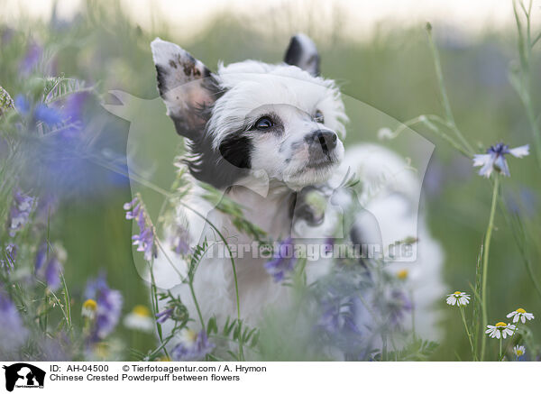 Chinese Crested Powderpuff zwischen Blumen / Chinese Crested Powderpuff between flowers / AH-04500