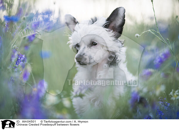 Chinese Crested Powderpuff between flowers / AH-04501
