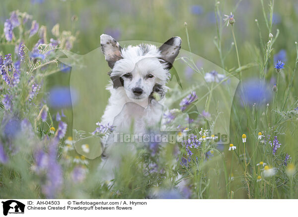 Chinese Crested Powderpuff zwischen Blumen / Chinese Crested Powderpuff between flowers / AH-04503