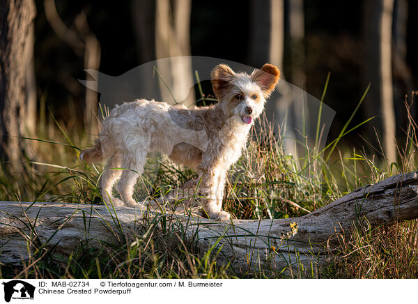 Chinese Crested Powderpuff / Chinese Crested Powderpuff / MAB-02734