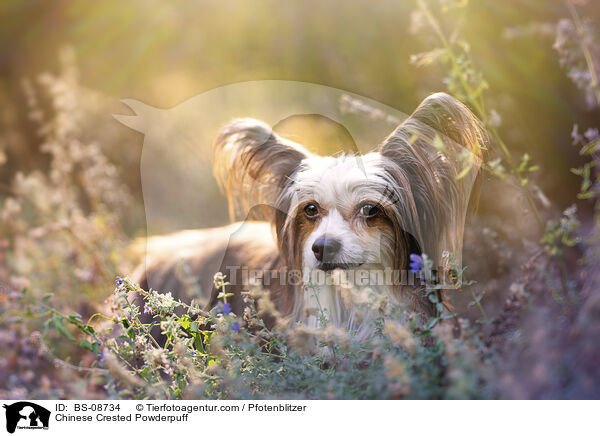 Chinese Crested Powderpuff / BS-08734