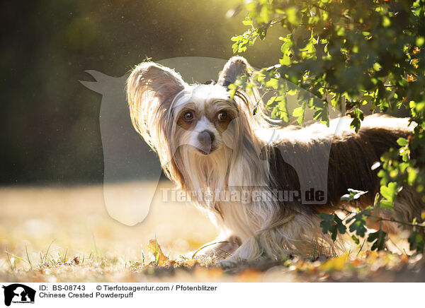 Chinese Crested Powderpuff / Chinese Crested Powderpuff / BS-08743