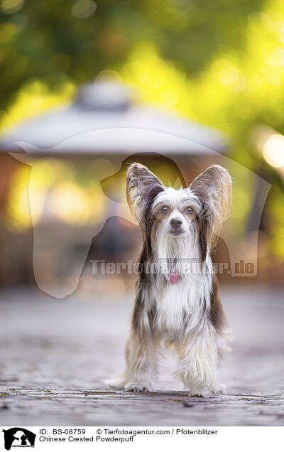 Chinese Crested Powderpuff / Chinese Crested Powderpuff / BS-08759