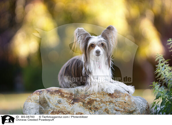 Chinese Crested Powderpuff / Chinese Crested Powderpuff / BS-08760