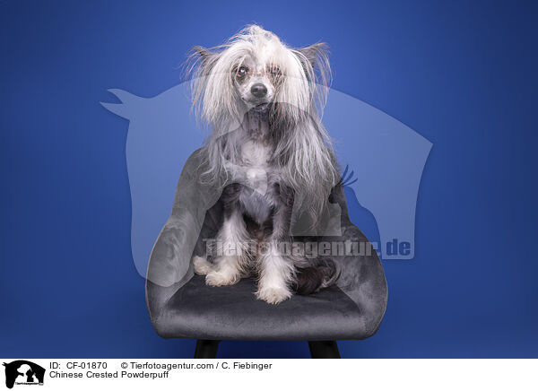 Chinese Crested Powderpuff / Chinese Crested Powderpuff / CF-01870
