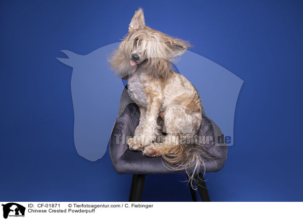 Chinese Crested Powderpuff / Chinese Crested Powderpuff / CF-01871