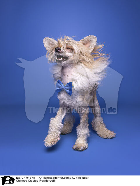 Chinese Crested Powderpuff / Chinese Crested Powderpuff / CF-01878
