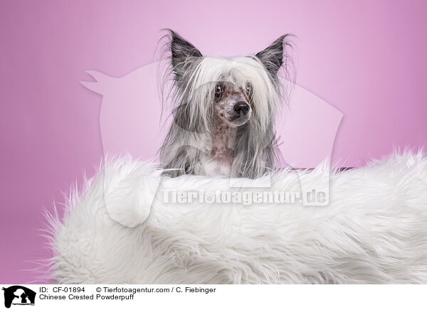 Chinese Crested Powderpuff / CF-01894