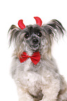 Chinese Crested Powderpuff as devil