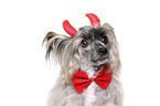 Chinese Crested Powderpuff as devil