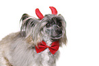 Chinese Crested Powderpuff as devil