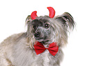 Chinese Crested Powderpuff as devil