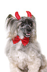 Chinese Crested Powderpuff as devil