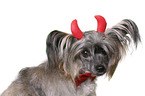 Chinese Crested Powderpuff as devil