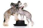 2 Chinese Crested Dogs