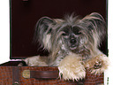 Chinese Crested Powderpuff