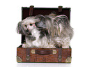 2 Chinese Crested Dogs