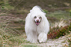 walking Chinese Crested Dog Powderpuff