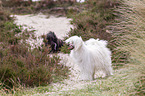 Chinese Crested Dog Powderpuff