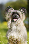 Chinese Crested Powderpuff Portrait