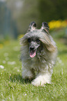 walking Chinese Crested Powderpuff