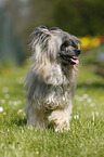 Chinese Crested Powderpuff