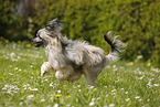 running Chinese Crested Powderpuff